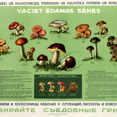 Collect Edible Mushrooms