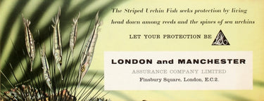 London And Manchester Assurance Company Urchin Fish