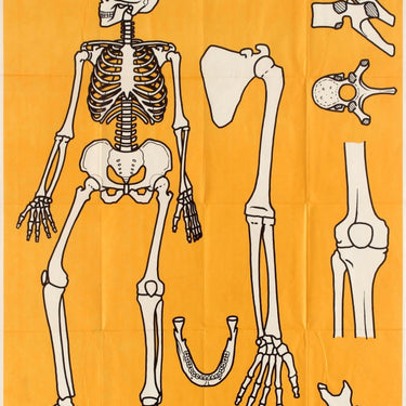 Skeleton Bones Science Education