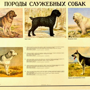 Service Dog Breeds USSR