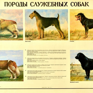 Service Dog Breeds USSR 2