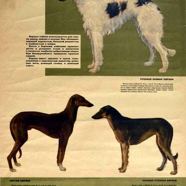 Russian Borzoi Sighthounds Dogs