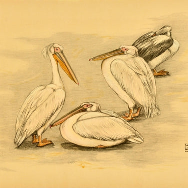 Four Pelicans Birds Animals