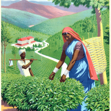 Plucking Tea In Ceylon Sri Lanka